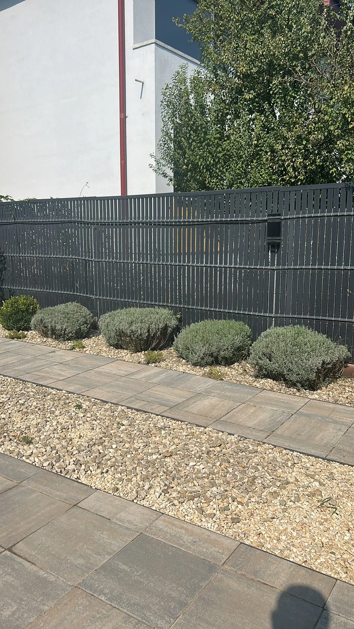 Lavandă și buxus pe pietriș, lângă alee