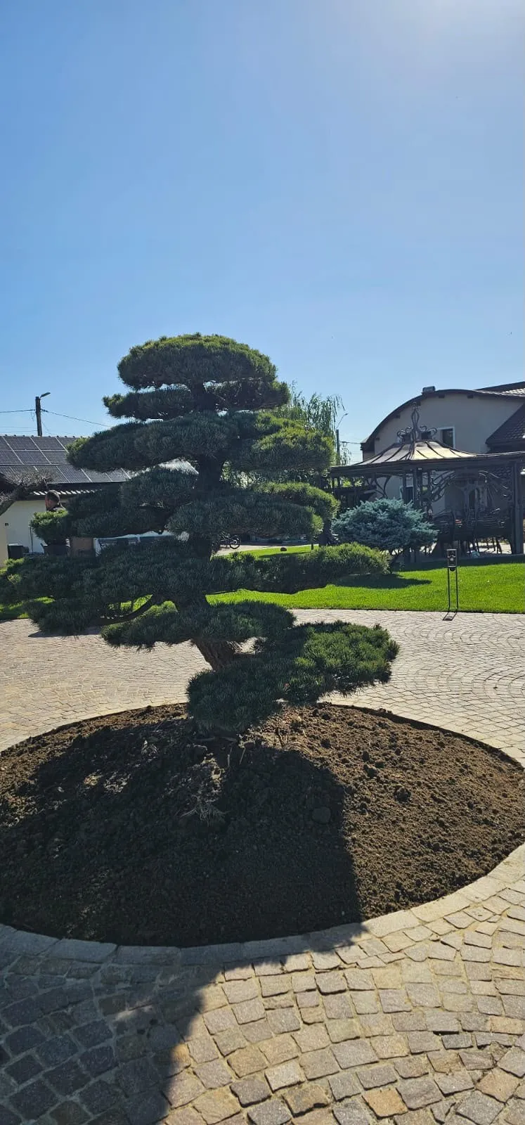 Pin modelat nivaki, plantat în rondou