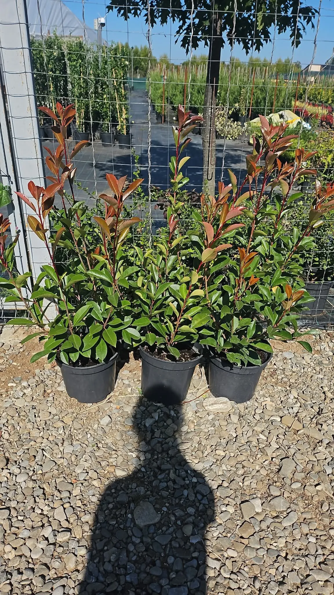 Photinia Red Robin în ghiveci